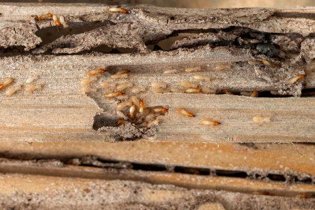 Best Local Pest Control Services  in Hoxie, KS